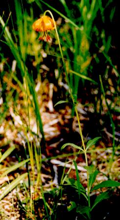 wild flower